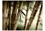 Fototapeta - Mlha a bambusový les II