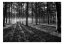 Samolepící fototapeta - Světlo v lese