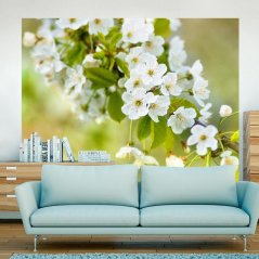 Fototapeta - Krásne jemné čerešňové kvety