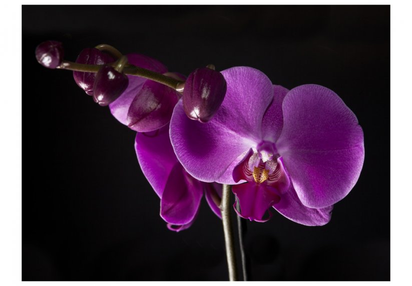 Fototapeta - Elegantná orchidea