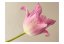 Fototapeta - Ružový tulipán