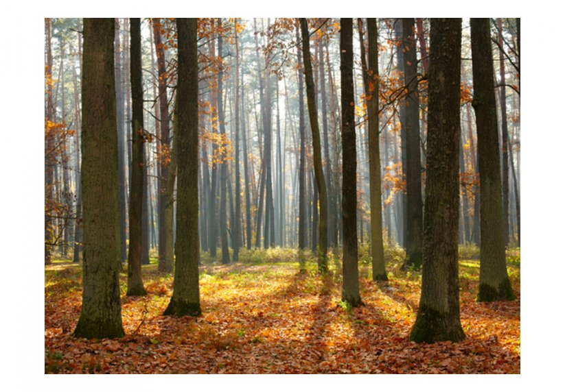 Fototapeta - Podzimní stromy II