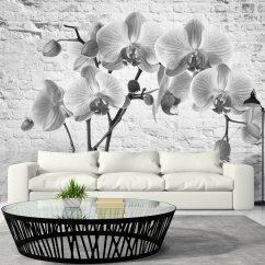 Fototapeta - Orchidea v odtieňoch sivej