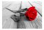 Samolepiaca fototapeta - Opustená ruža