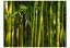 Fototapeta - Ázijský bambusový les