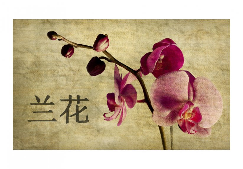 Fototapeta - Japonská orchidej