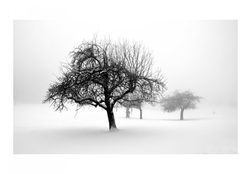 Fototapeta - Stromy v zimě
