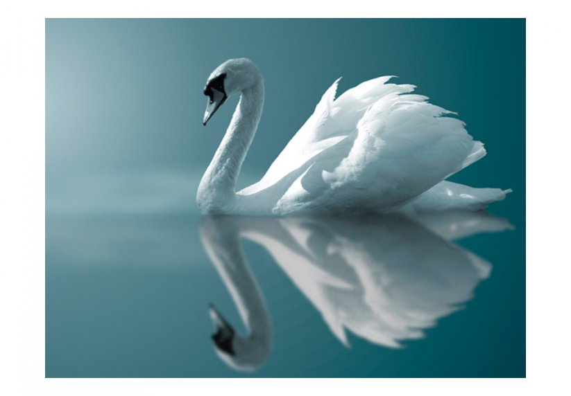 Fototapeta - Biela labuť