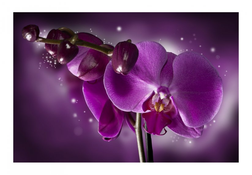 Fototapeta - Fialová orchidea