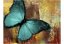 Fototapeta - Malovaný motýl II