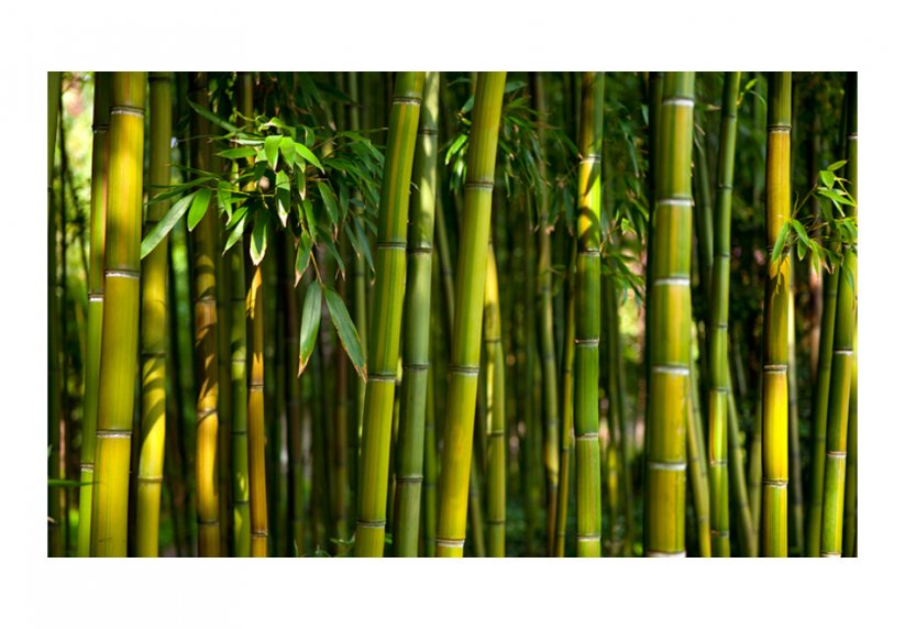 Fototapeta - Bambusový les