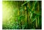 Fototapeta - Džungľa - bambus