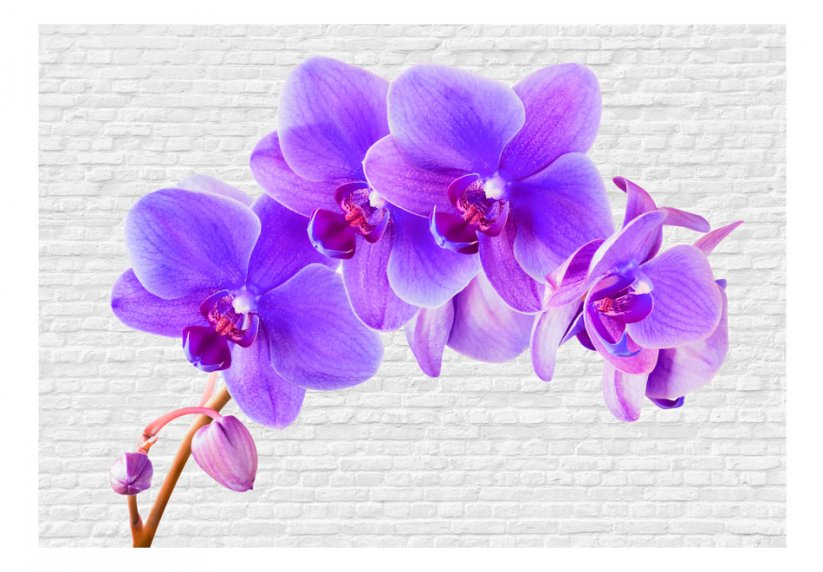 Fototapeta - Fialová orchidea II