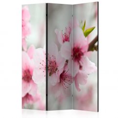 Paraván - Jarný kvitnúci strom - ružové kvety