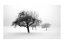 Fototapeta - Stromy v zimě