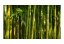 Fototapeta - Bambusový les