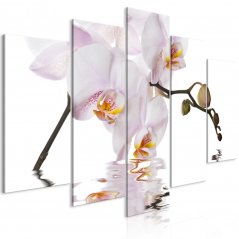 Obraz - Krásna orchidea