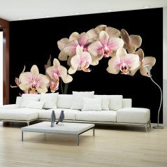 Fototapeta - Kvitnúca orchidea 1