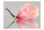 Fototapeta - Osamělý květ magnólie