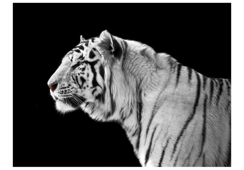 Fototapeta - Biely tiger
