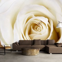 Fototapeta - Biela ruža