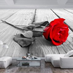 Samolepiaca fototapeta - Opustená ruža