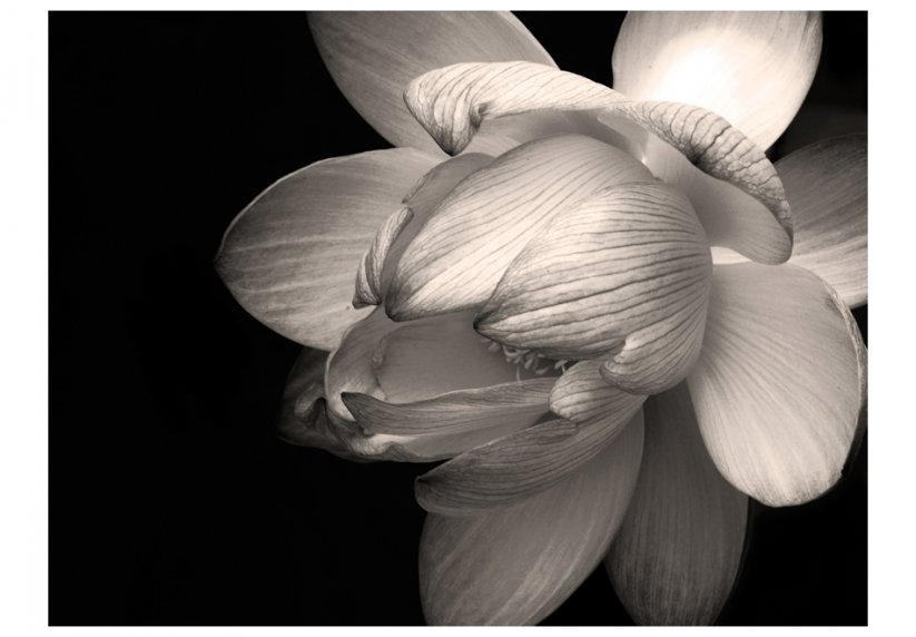 Fototapeta - Kvet lotosu