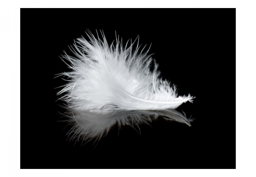 Fototapeta - Biele perie