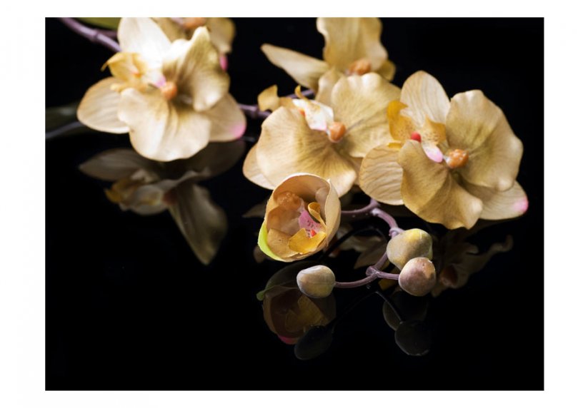 Fototapeta - Orchideje v béžové