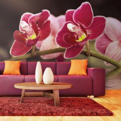 Fototapeta - Krásne kvety orchideí na vode