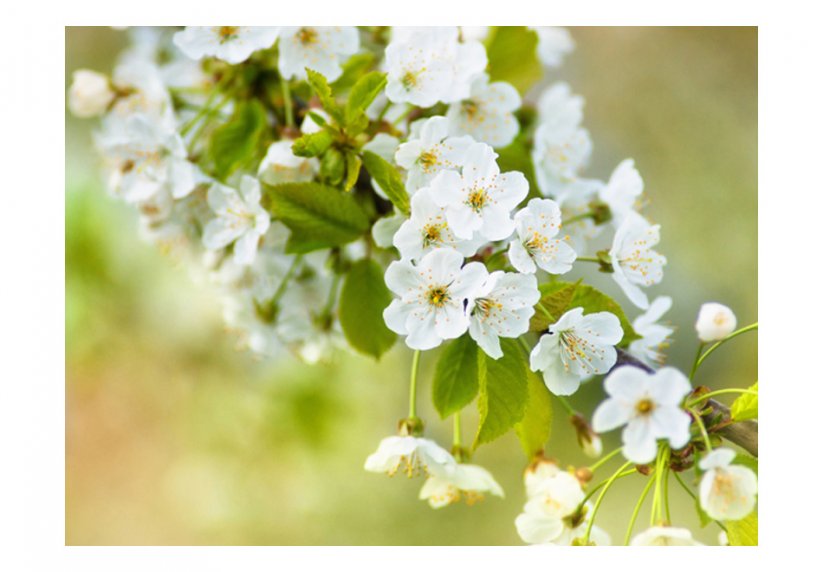 Fototapeta - Krásné jemné třešňové květy