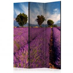 Paraván - Levanduľové polia v Provence