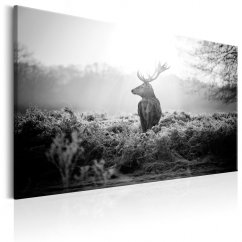 Obraz - Černobílý jelen
